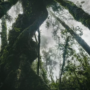 Kilimanjaro tropical forest fine art print OneArtPix
