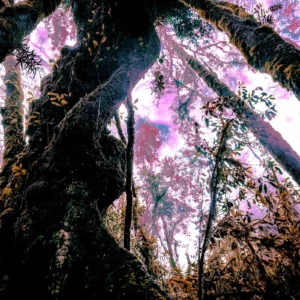 Kilimanjaro tropical forest psychedelic fine art print OneArtPix