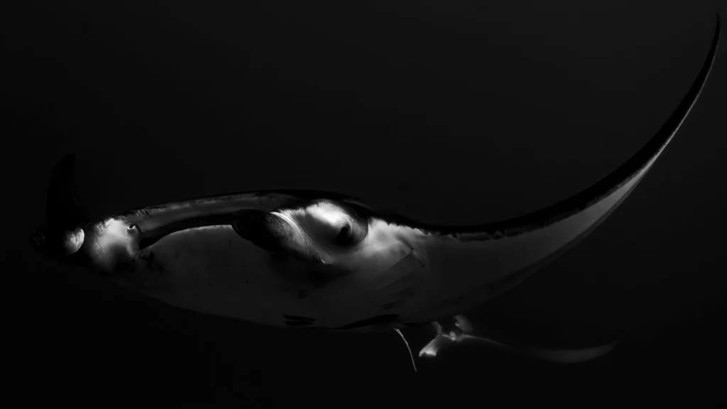 Double manta ray Hanifaru Bay Maldives - OneArtPix fine art print